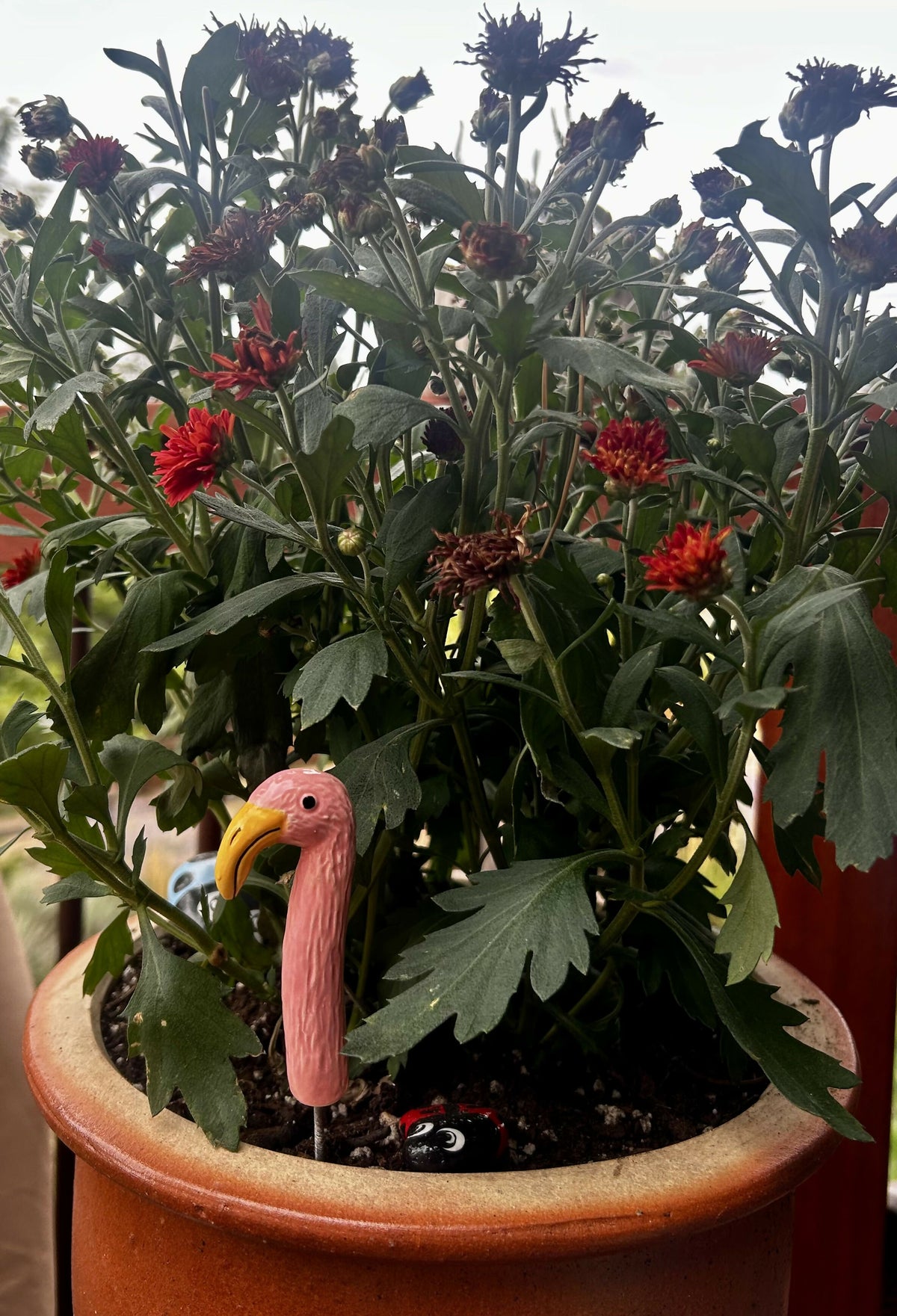 Flamingo